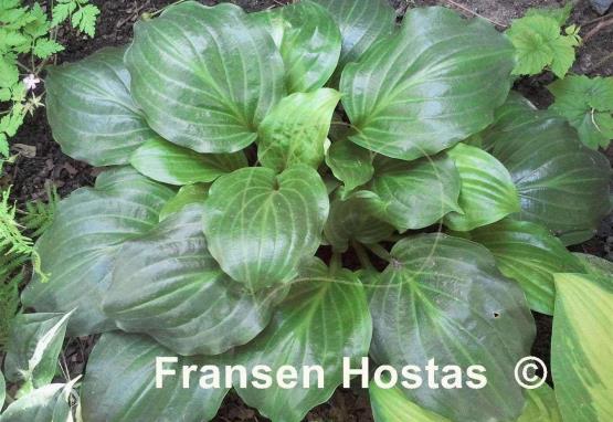 Hosta Lakeside Looking Glass